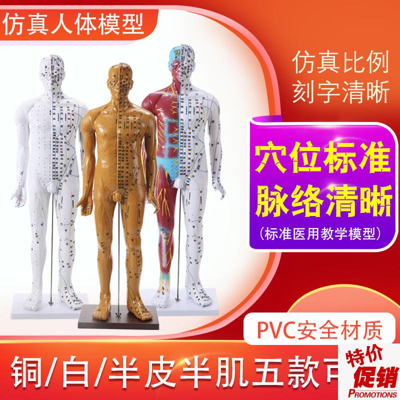 85CM人体针灸模型人体穴位模型经络按摩男针灸T中医教学小人刻字