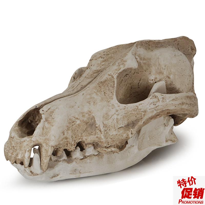 树脂骷髅头工艺品摆件豺狼头骨万圣节道具骷N颅头加拿大大灰狼标