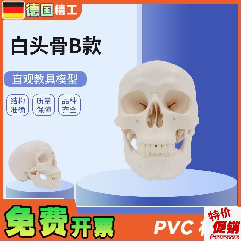 德国】PNT-0150B白头骨B树脂工艺品1:1P骷髅头模型美术骷髅头雕