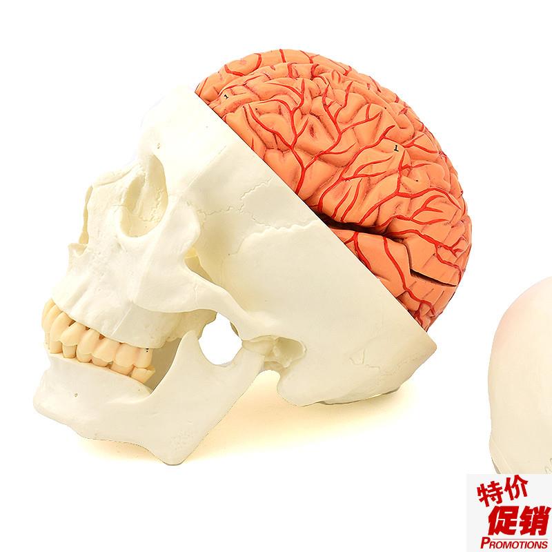 ENOVO颐诺头颅骨附脑动脉模B型颅脑动脉血管大脑解剖头骨模型