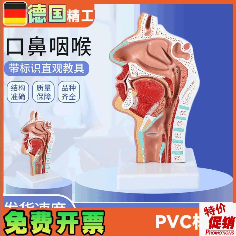 头部解剖模型口鼻k咽喉鼻腔病理模型口鼻咽喉内侧面血管神经模型