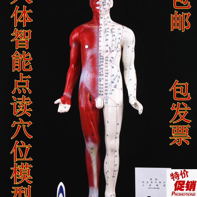智能点读针灸模型语音点读针灸穴位模型人体针灸盲人Y针灸模型现