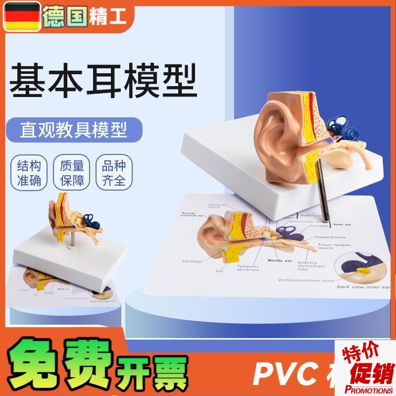 德国】基本耳模型桌上型人体耳朵解剖模型耳模型V内耳部听觉教学