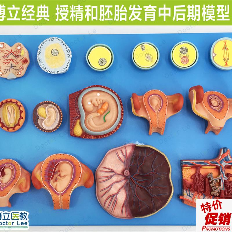 授精和胚胎发育中后期模型w妇科计生展示胎儿孕育过程模型卵细胞