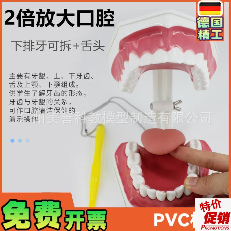 牙保健模型2倍口腔o护理刷牙指导教学仪器牙列牙齿儿童刷牙教具