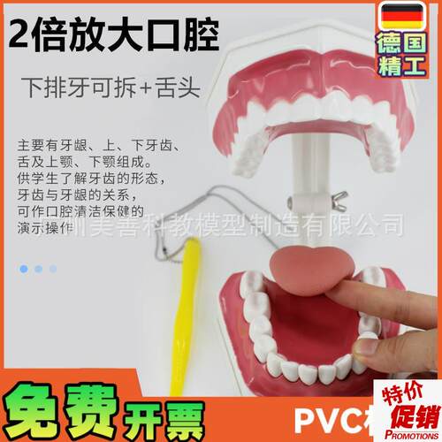 牙保健模型2倍口腔o护理刷牙指导教学仪器牙列牙齿儿童刷牙教具