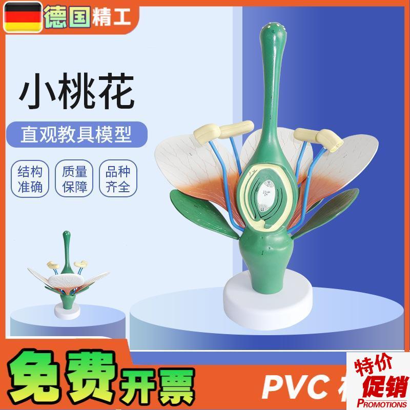 德国】桃花双子叶花绿色花蕊植物构D造放大结构解剖模型生物教学