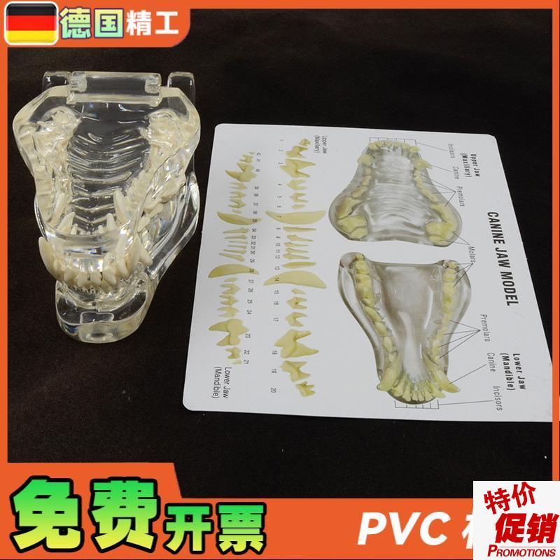 德国】1比1透明狗牙模型带说明A卡片犬科牙齿解剖模型宠物教学展