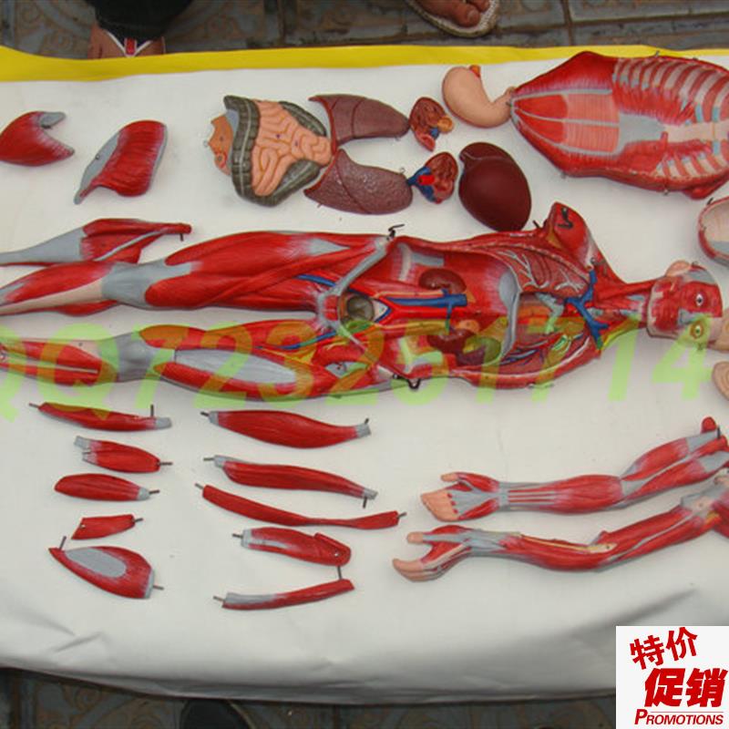 人体全身d肌肉附内脏模型78公分肌肉人模型