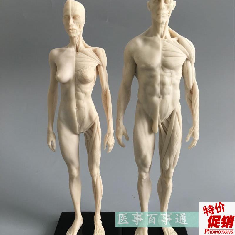 用头骨胸像艺用人体肌肉骨骼x解剖结构模型美术人体360度肌肉