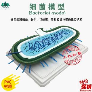 细菌模型高倍放大细胞病毒细菌标本染色K体鞭毛生物教学展示模型