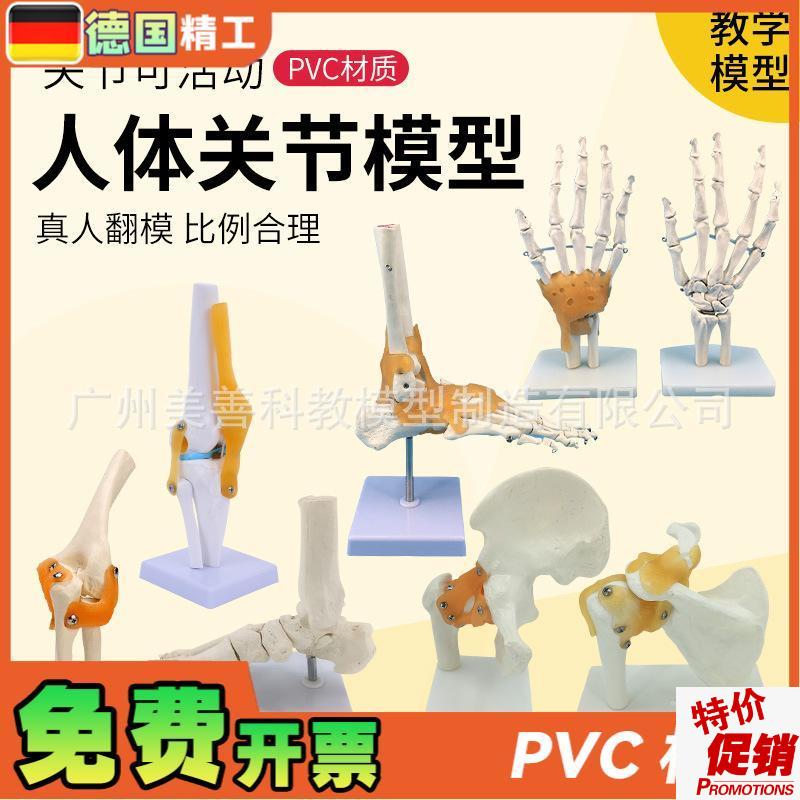 人体膝关节功e能模型肩关节肘关节手关节脚关节髋关节可动骨骼模
