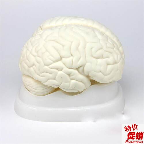 厂家正品脑d解剖模型医学人体大脑脑干间小脑模型神经科系统模型