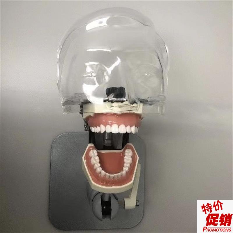 仿真人教学头模牙科口腔仿头模考试D器械离体牙模型可拆卸口腔头