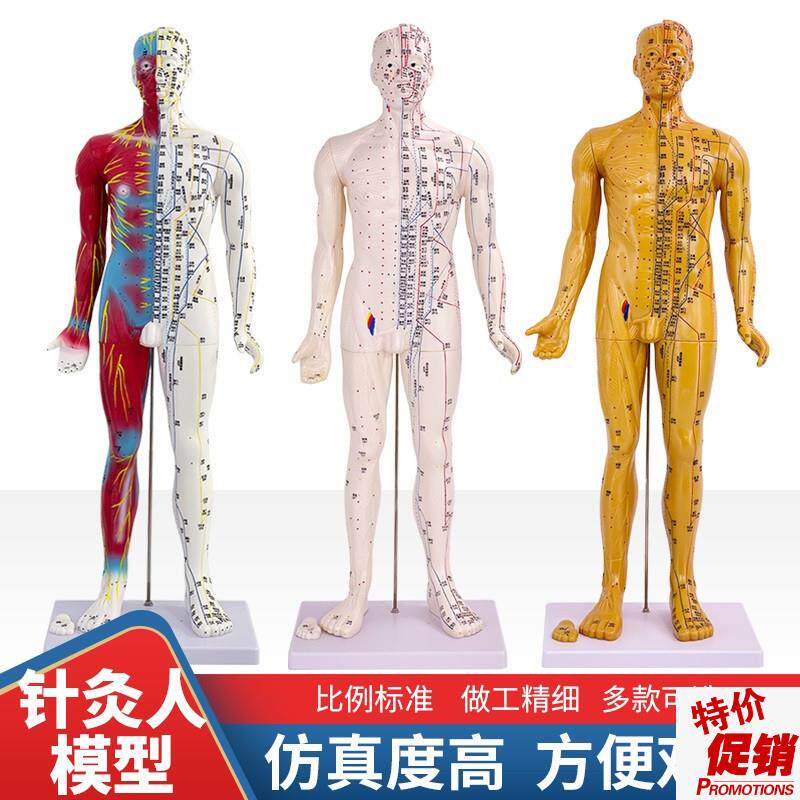 6085CM中医j人体针灸十二经络穴位模型标准全身小铜人教学模特图