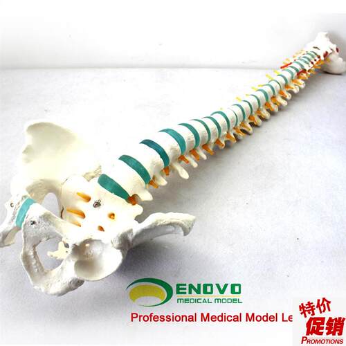 颐诺医用1:1人体脊柱模型脊z椎腰椎颈椎胸椎正骨骨科整骨模型