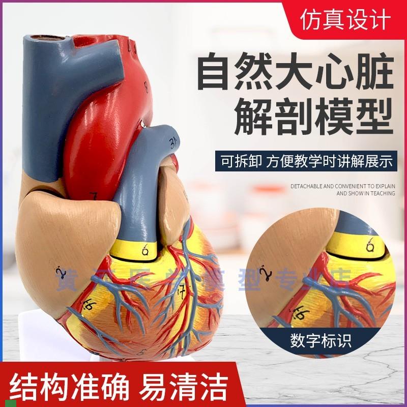 正品1:1人体心脏解剖模v型B超彩超数字标识心脏教学模型可拆装