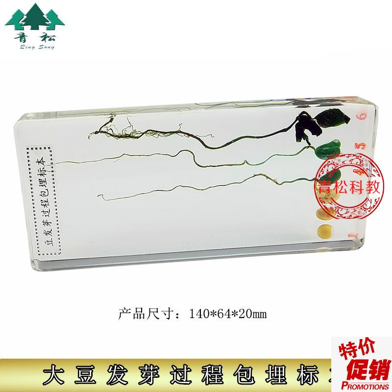 人工琥珀中小学教材标本认知玩具生物教K学包埋大豆发育生长过程