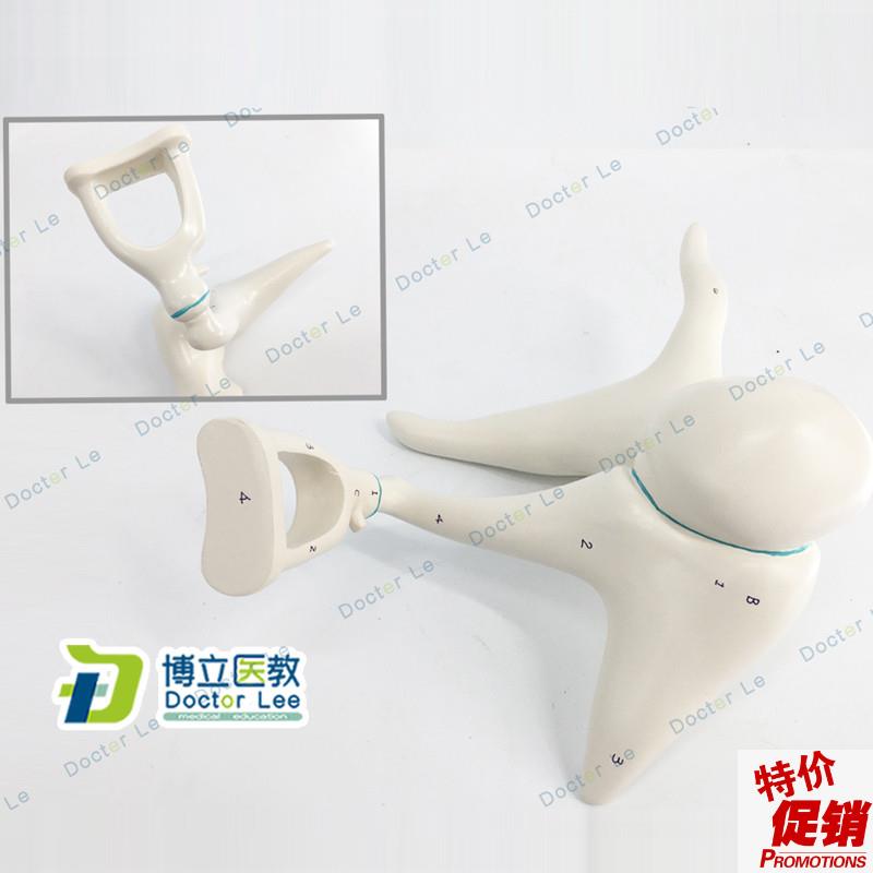 人体内耳听小f骨及鼓膜放大模型耳鼻喉科医患沟通教具医用解剖教