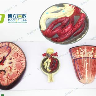 肾与肾单位i肾小球模型泌尿系统解剖结构人体肾脏模型 正品