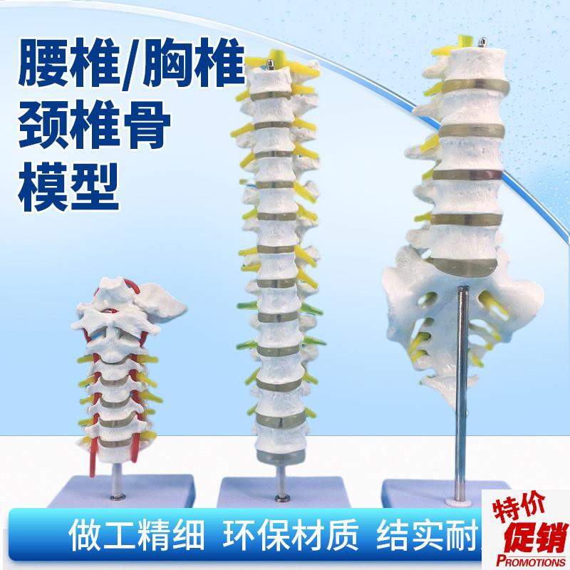 1比1脊柱模型人体骨骼模t型颈椎骨血管胸椎神经腰椎间盘教学模型