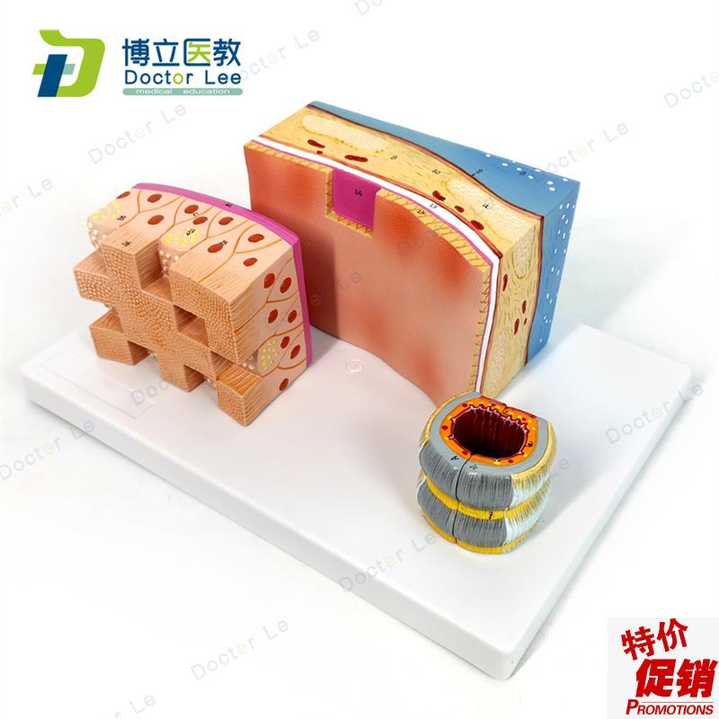 人体气管解剖g结构模型气管壁喉解剖医学音乐教学学习人体