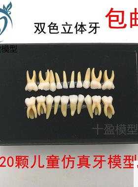 20颗双色c乳牙有牙根开髓离体牙模型儿童全口标准牙齿模型M7020