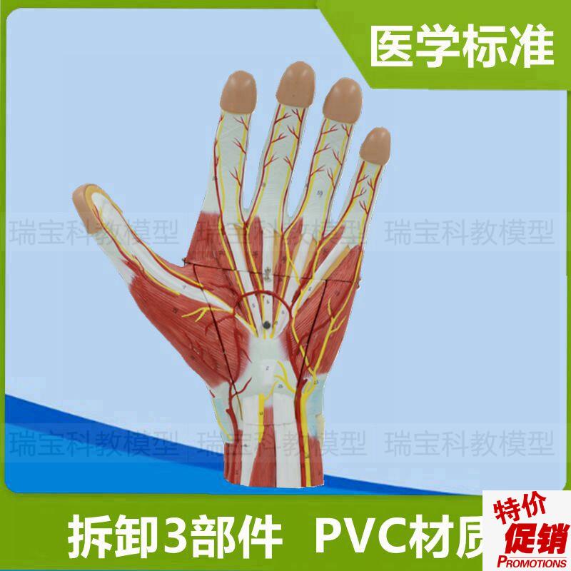 手掌手背c肌肉神经血管肌腱韧带骨骼关节外科医生解剖仿真标本道