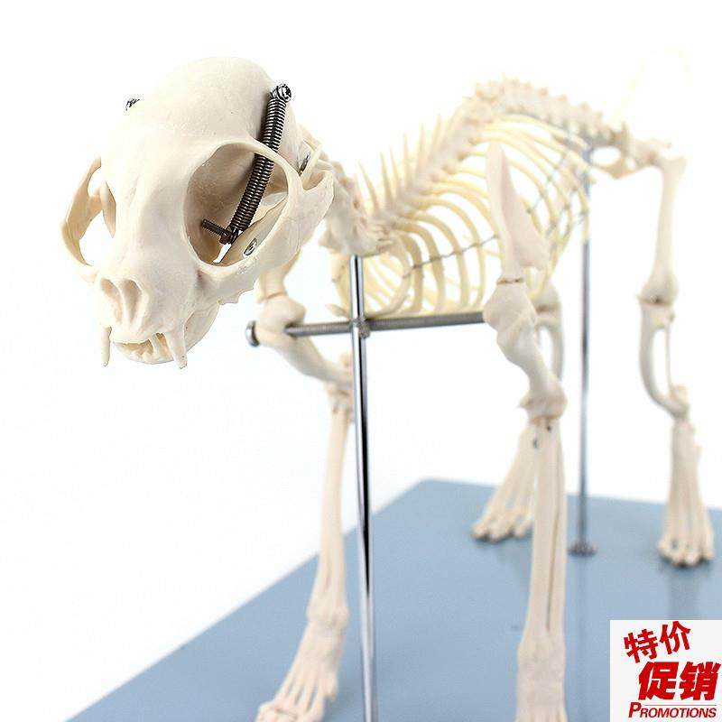 ENOVO颐诺猫全身骨骼解剖结构猫骨头脊柱关Q节骨盆标本宠物高职