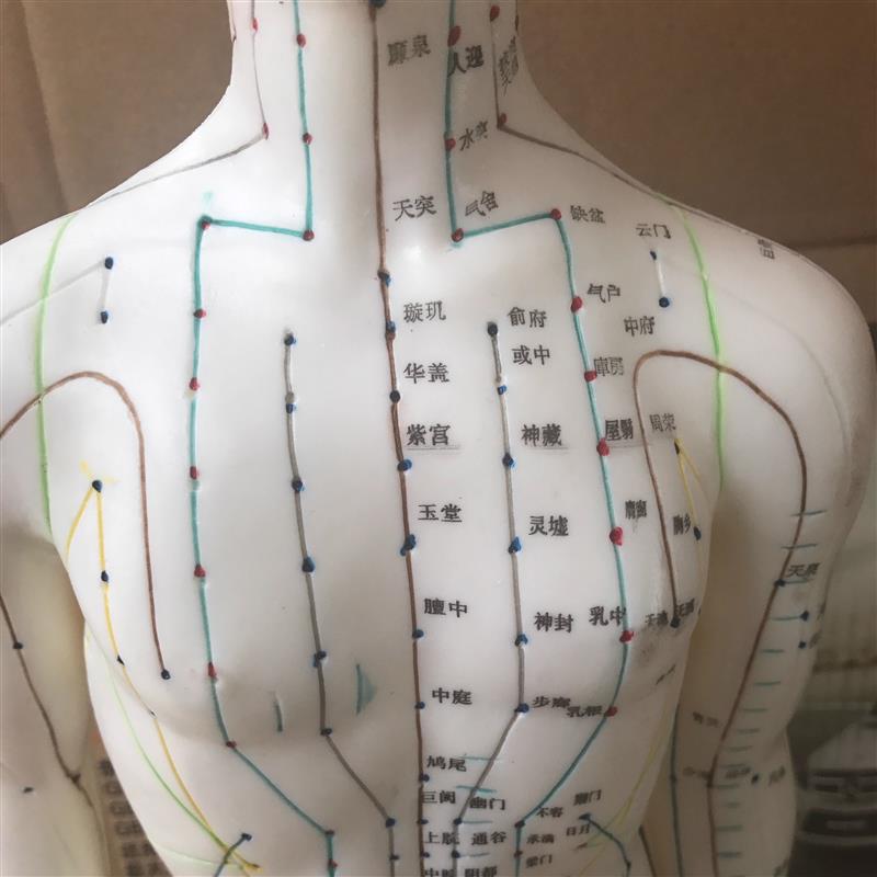 自然大人体针灸模型p178CM自然大人体针灸模型178CM