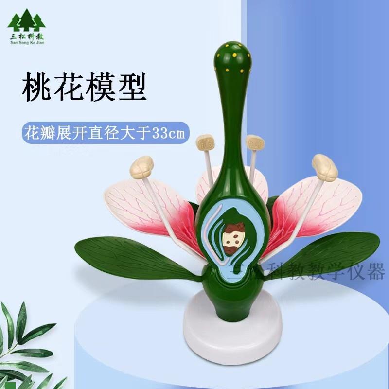 33007桃花模型初中生物模型实验器N材教学仪器桃花实验