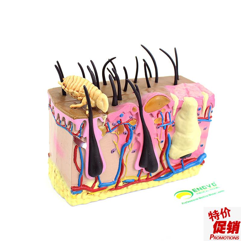 ENOVO颐诺狗皮肤模型犬跳蚤咬伤犬皮肤宠物Q狗皮肤解剖模型犬皮