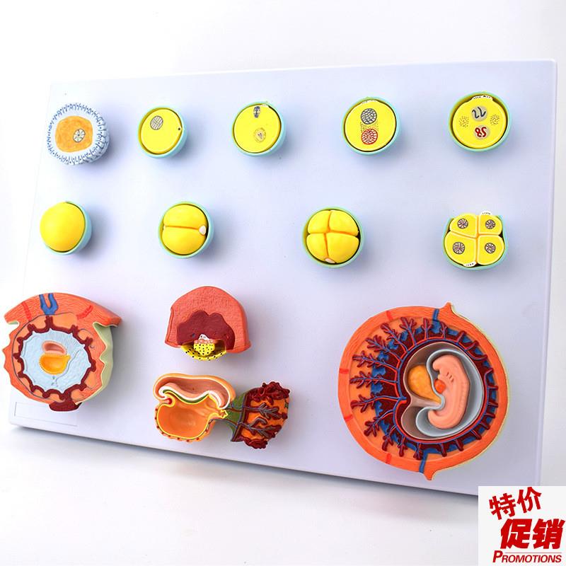 妊娠过程模型受精卵胚胎发育过程精卵结J合着床辅助生殖医学示教