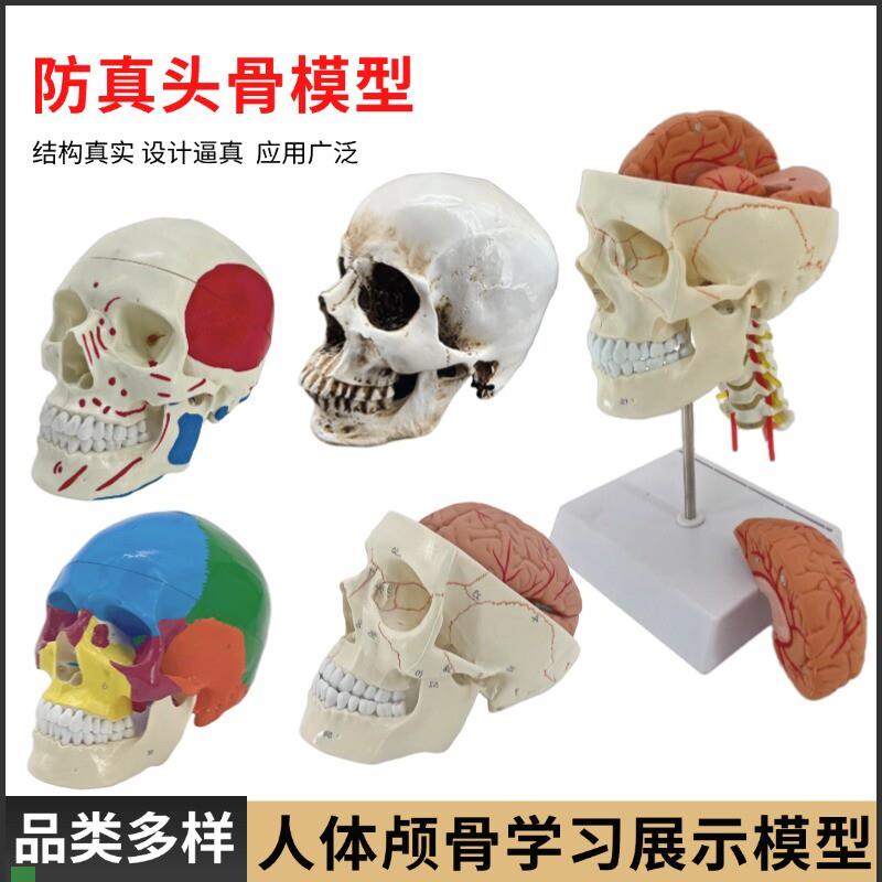 医学仿真骷髅人体头骨模型y头颅骨大脑解剖彩色头骨肌肉着色