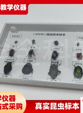 真昆虫标本蜻蜓螳螂科普实验幼儿园E教学教具送朋友小礼物创意摆