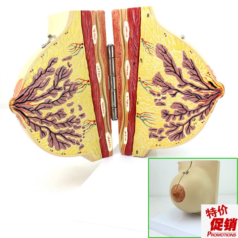 ENOVO颐诺医学女性静止期乳房模型乳腺解剖P青春期生理培训上海解