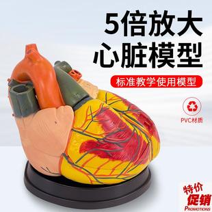 人体心脏解剖模型5倍放大v心脏模型B超教学彩超心内科教学模型