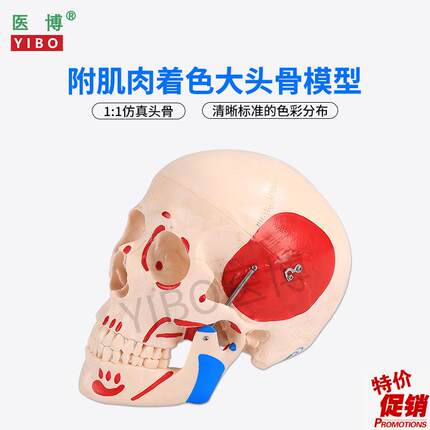医博仿真人头骨模型自然大1s:1头骨颅骨模型医学人头骨可拆卸骷髅