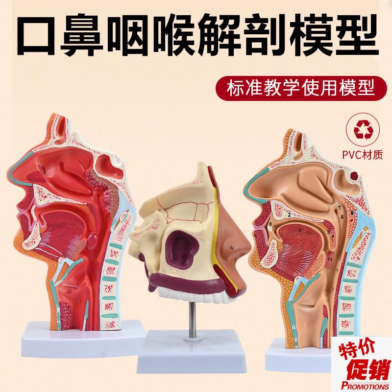 鼻腔解剖模型耳鼻喉科p教学模型鼻腔模型鼻子模型口鼻结构模型