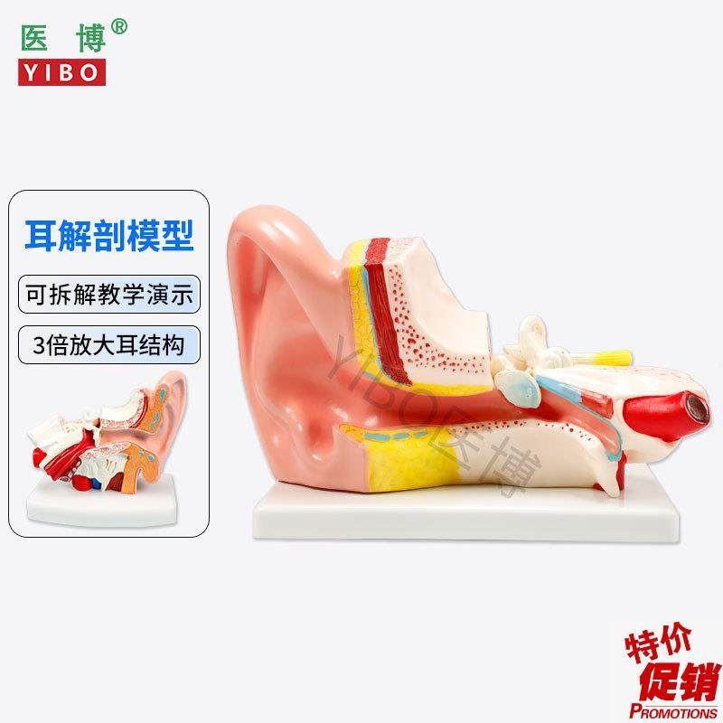 医博人体耳解刨模型耳朵3倍放大B模型耳朵结构构造展示教学模型,文具电教/文化用品/商务用品,教学标本/模型,淘宝优惠券,粉丝福利购,淘宝优惠卷