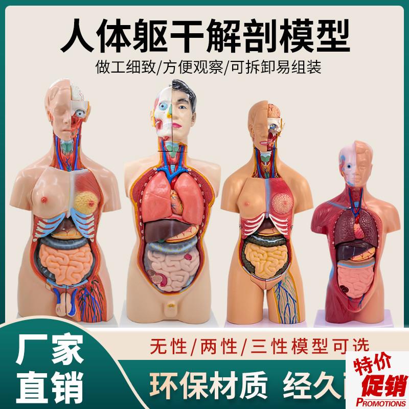 人体器官结构f解剖模型儿童全身内脏大脑心脏躯干模特教学拆卸拼