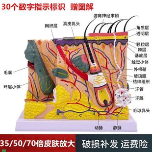 人体皮肤结构解剖模型p组织层次放大皮肤构造具微整形演示美容教