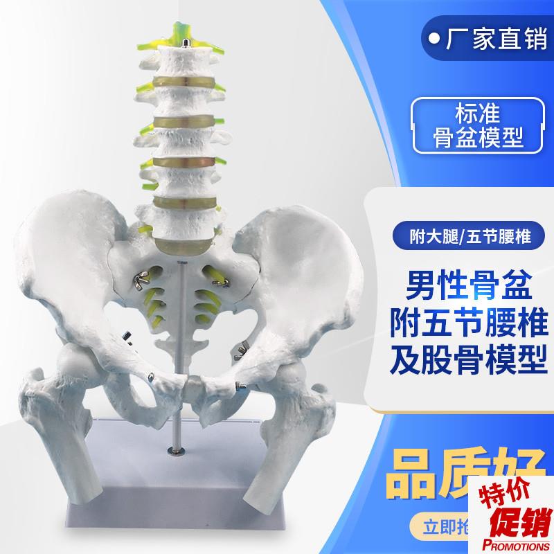 自然大人体五g节腰椎带骨盆及股骨模型腰椎间盘骨骼骨盆模型教学
