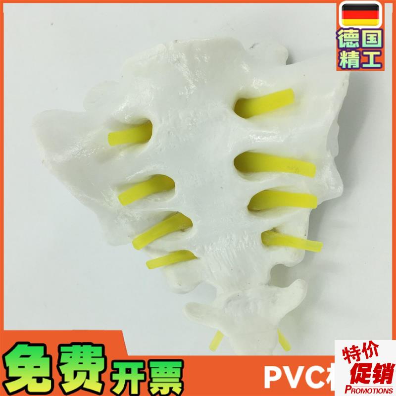 骶骨和胸尾骨模型模型脊椎v脊柱骶胸尾骨模型脊椎模型骨骼模型