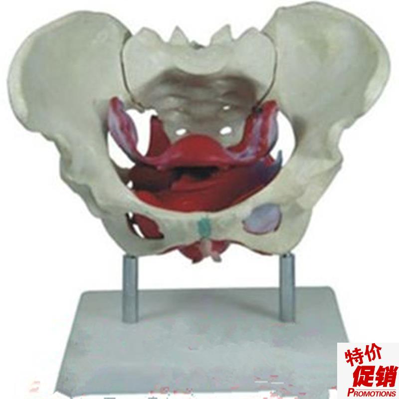 女性假骨盆及盆底肌肉模型人体解D剖骨骼医学教学用训练标本模具