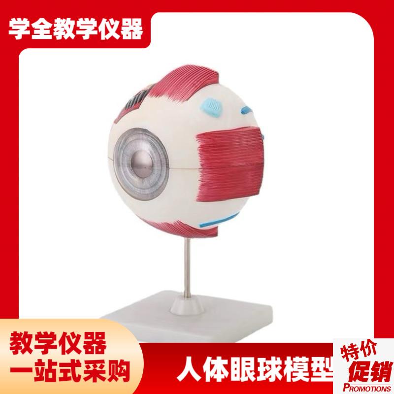 人体眼球模型放大眼睛眼球结构构造解剖模型教学仪器W眼珠玩具医