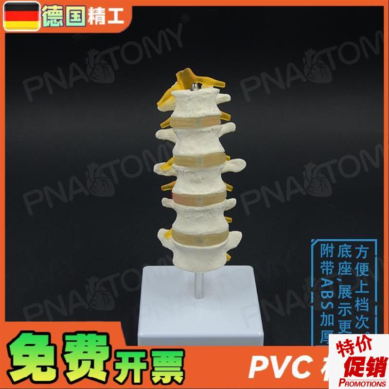 德国】1比1医学人体五节腰椎脊柱骨骼模型椎间盘T脊神经骨科疼痛