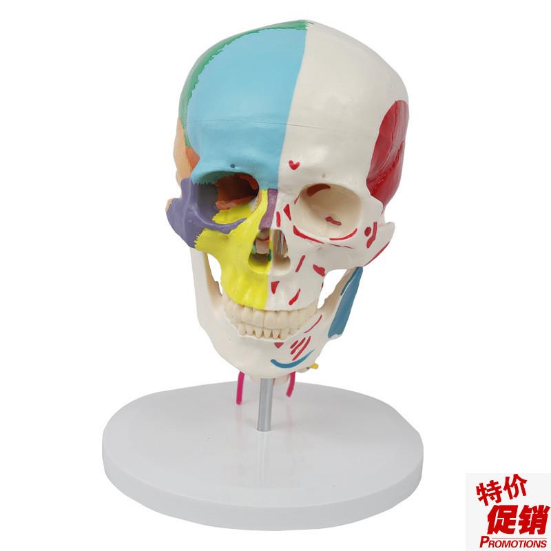 康泰模型成人颅骨色彩分离v肌肉起止点颈椎动脉神经下颌骨口腔医