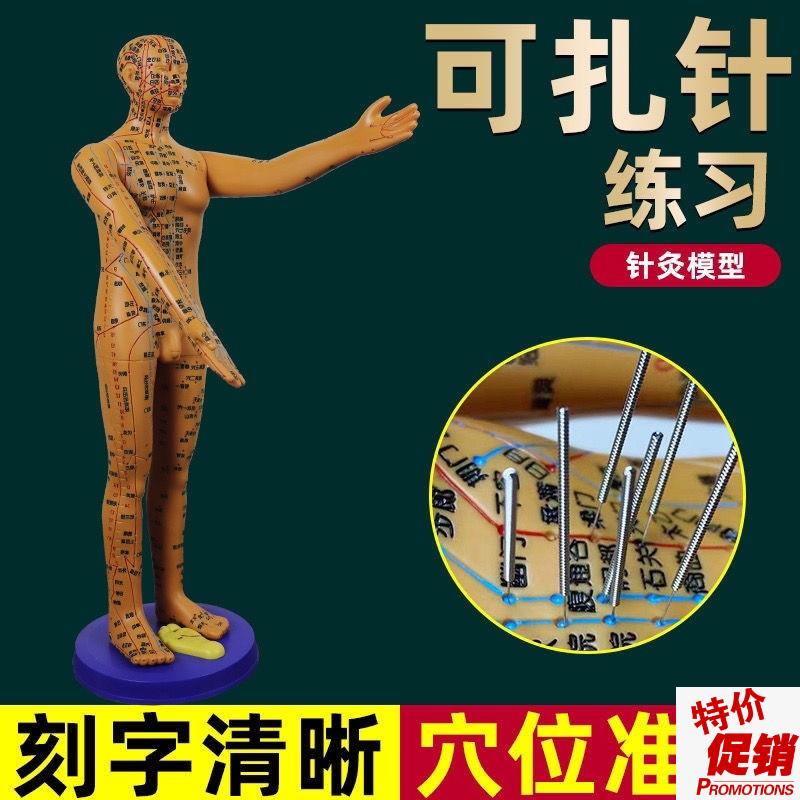 董氏奇穴穴位人体模型十二经络模特图全身中医针S灸教学培训小铜