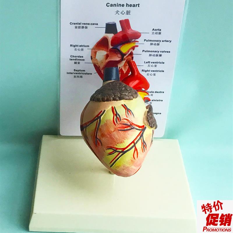 狗心脏解剖模型犬科宠物教具教学教仪兽医医Y用医学包邮